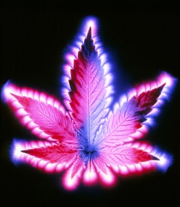 foto aura ganja